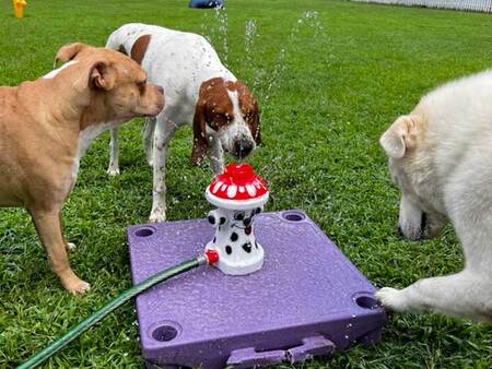 pets playing with water hose